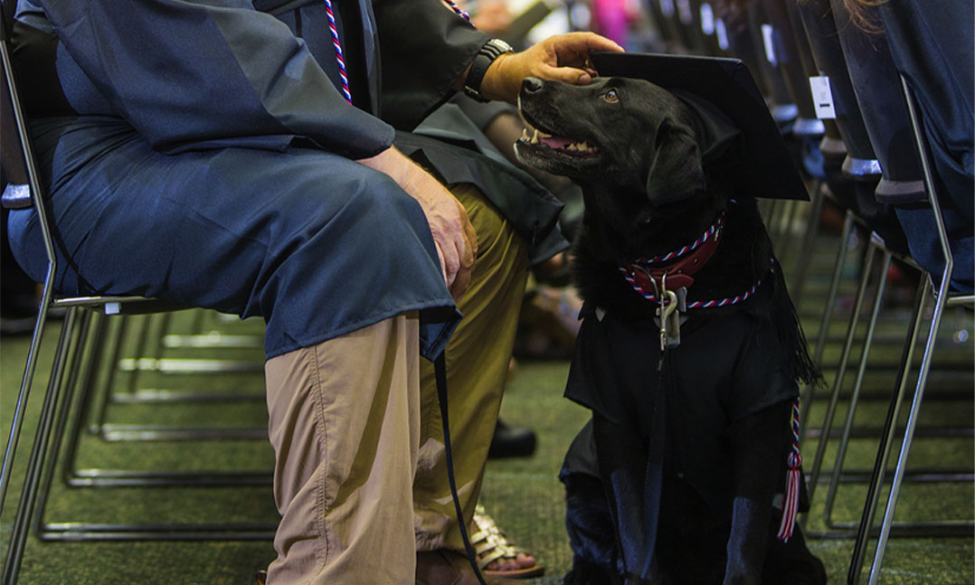 A black lab service dog looks up at its veteran during a college graduation ceremony