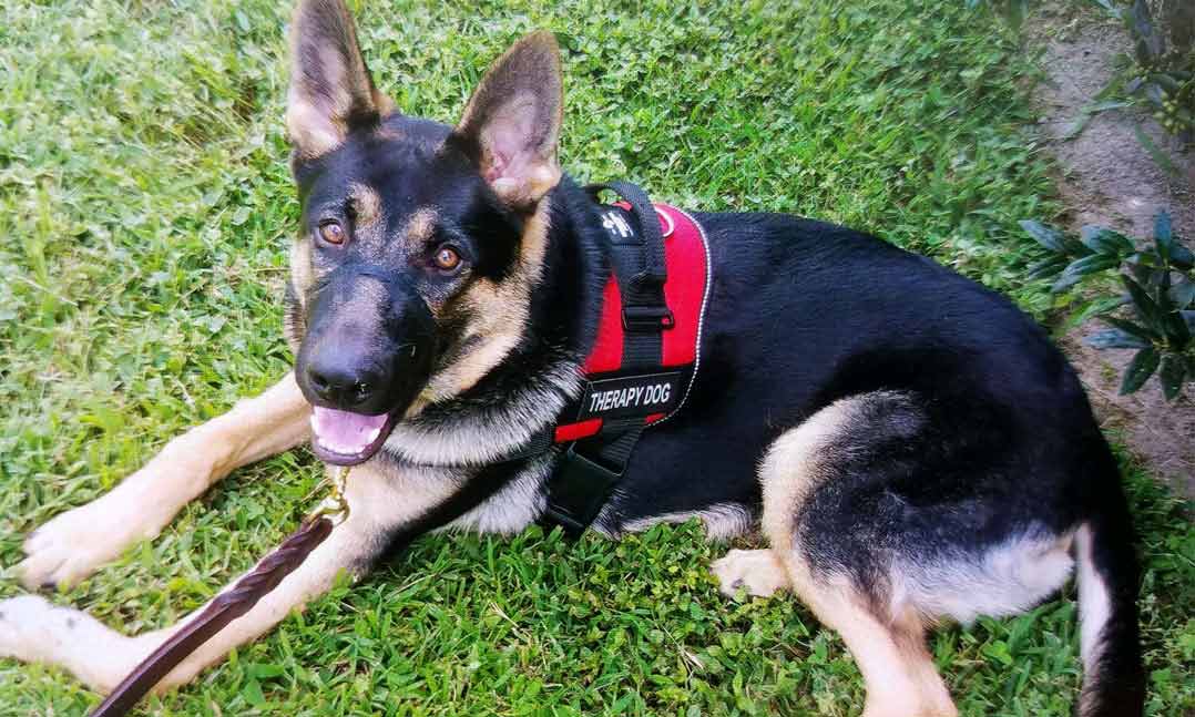 Therapy dog Shadow is a German Sheppard