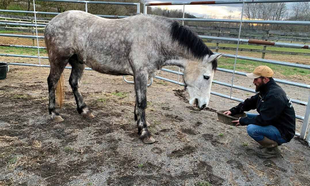 A man feeds his horse during therapy for veterans