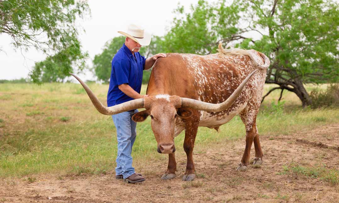 Rancher in a cowboy hat stands next to his tan longhorn steer