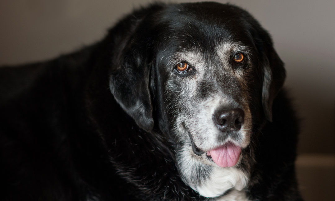 Past VFW National Commander Fritz Mihelcic's late service dog Mama Cass