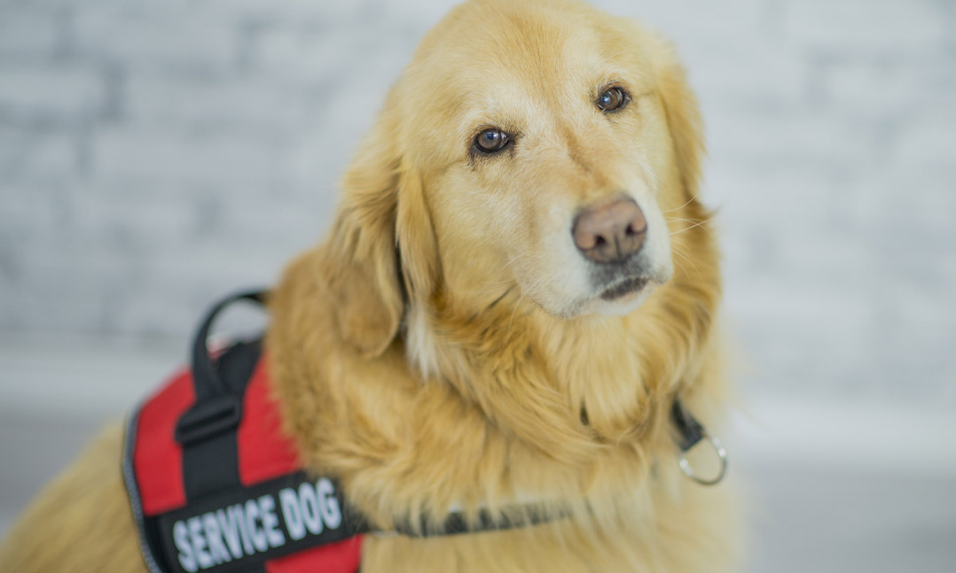 Service dog golden retriever