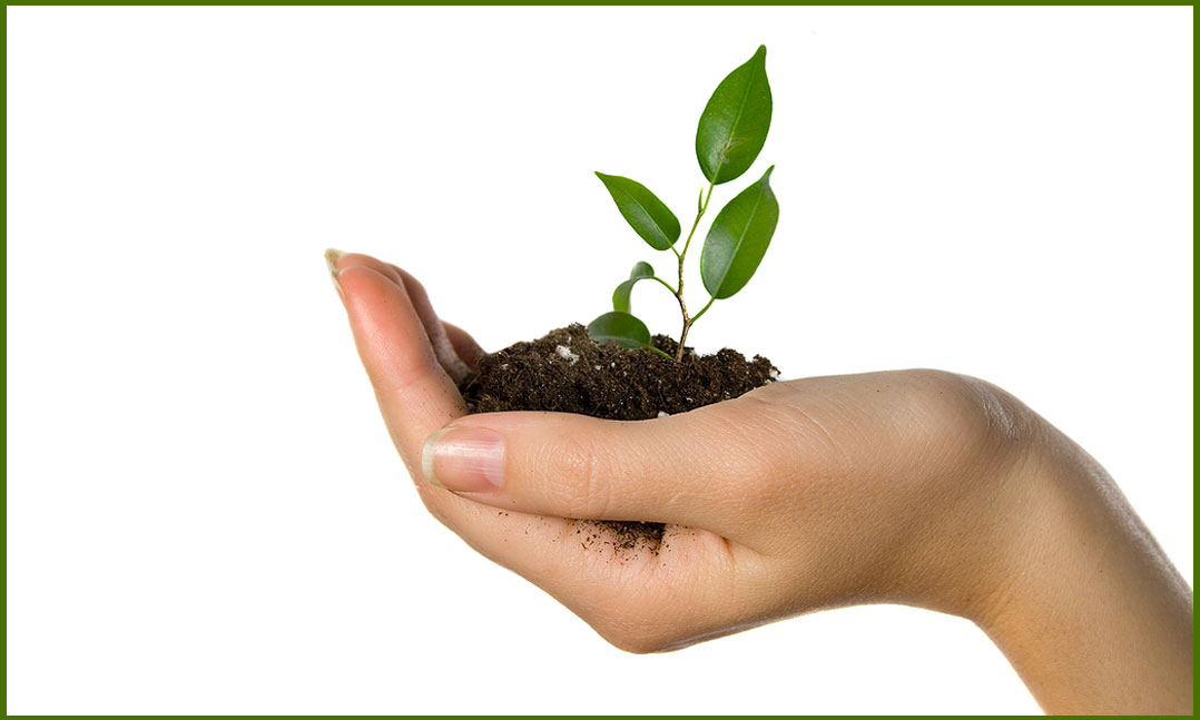 hand holding a plant